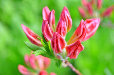 Bahar botanik bahçesinde çiçek açan Rhododendron. Güzel çiçek açan çalılar, her zaman yeşil olan çalılar. Baharın ve yazın altında, bahçedeki doğa.......