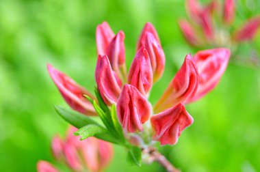 Bahar botanik bahçesinde çiçek açan Rhododendron. Güzel çiçek açan çalılar, her zaman yeşil olan çalılar. Baharın ve yazın altında, bahçedeki doğa.......