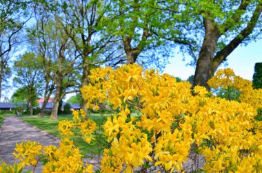 Bahar botanik bahçesinde çiçek açan Rhododendron. Güzel çiçek açan çalılar, her zaman yeşil olan çalılar. Baharın ve yazın altında, bahçedeki doğa.......