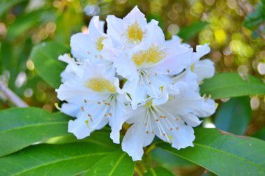 Renkli büyük açelya ya da bahçedeki rhododendron. Botanik bahçesinde çiçek açma mevsimi (rhododendron)......