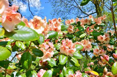 Renkli büyük açelya ya da bahçedeki rhododendron. Botanik bahçesinde çiçek açma mevsimi (rhododendron)......