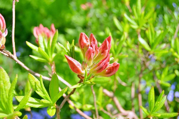 Renkli büyük açelya ya da bahçedeki rhododendron. Botanik bahçesinde çiçek açma mevsimi (rhododendron)......