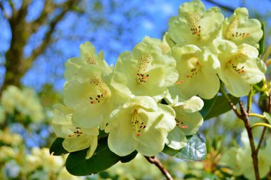Renkli büyük açelya ya da bahçedeki rhododendron. Botanik bahçesinde çiçek açma mevsimi (rhododendron)......