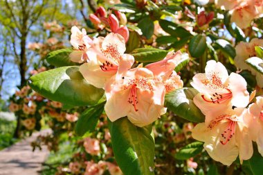 Renkli büyük açelya ya da bahçedeki rhododendron. Botanik bahçesinde çiçek açma mevsimi (rhododendron)......