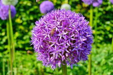 Yazın altında çiçeklerin üzerinde arı