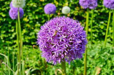 Yazın altında çiçeklerin üzerinde arı