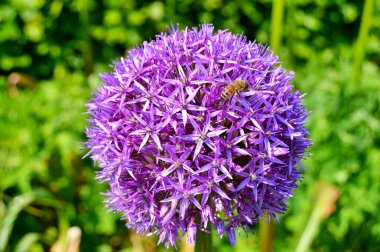 Yazın altında çiçeklerin üzerinde arı