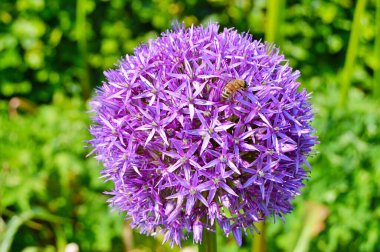 Yazın altında çiçeklerin üzerinde arı