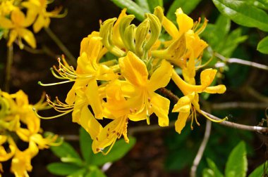 Renkli büyük açelya ya da bahçedeki rhododendron. Botanik bahçesinde çiçek açma mevsimi (rhododendron)......