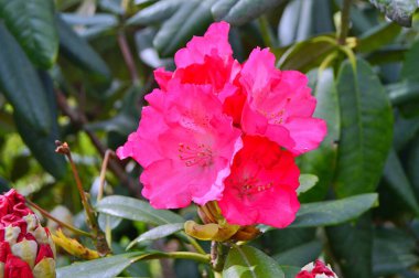 Renkli büyük açelya ya da bahçedeki rhododendron. Botanik bahçesinde çiçek açma mevsimi (rhododendron)......