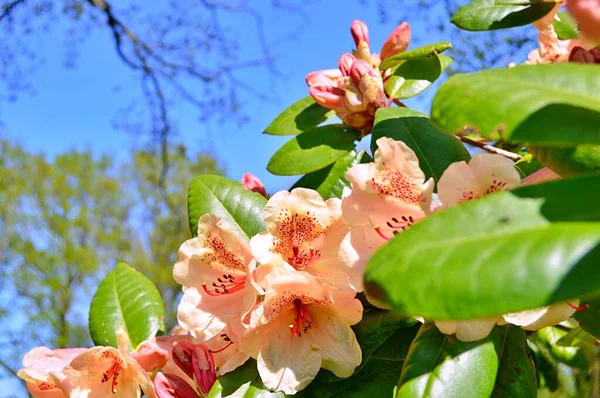 Renkli büyük açelya ya da bahçedeki rhododendron. Botanik bahçesinde çiçek açma mevsimi (rhododendron)......