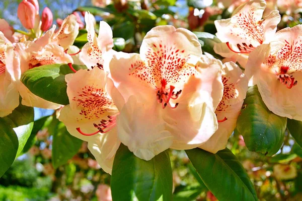 Bunte Große Azaleen Oder Rhododendron Garten Blühende Azaleen Rhododendron Botanischen — Stockfoto