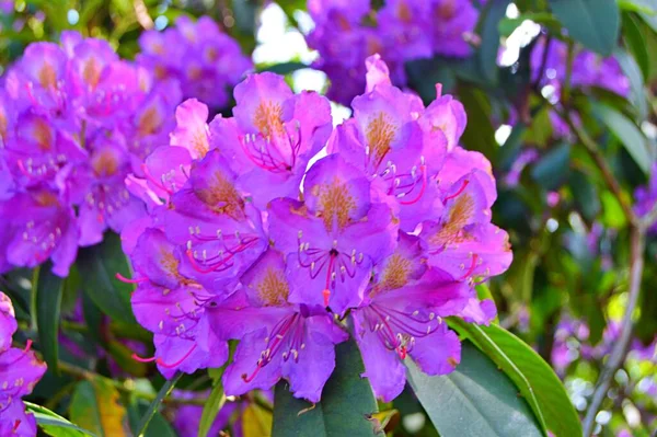 Bunte Große Azaleen Oder Rhododendron Garten Blühende Azaleen Rhododendron Botanischen — Stockfoto