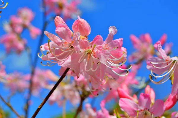Rhododendron - açelya, baharda şehir parkında çiçekler. Güzel çiçek açan doku arkaplanı.