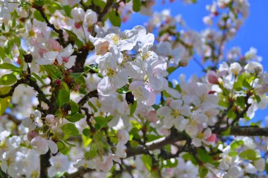Çiçek açan bir elma ağacının mavi arka planlı taze pembe çiçekleri. Armut dibine düşermiş. Pembe çiçekler, yakın plan......