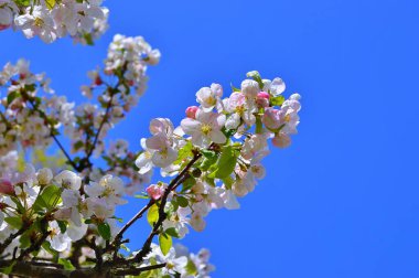 Çiçek açan bir elma ağacının mavi arka planlı taze pembe çiçekleri. Armut dibine düşermiş. Pembe çiçekler, yakın plan......