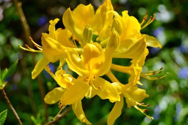 Rhododendron - açelya, baharda şehir parkında çiçekler. Güzel çiçek açan doku arkaplanı.