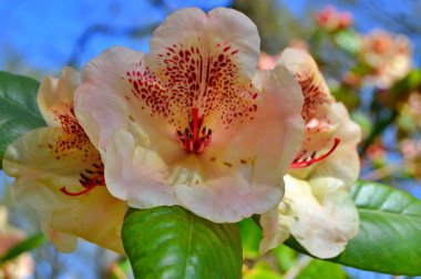 Rhododendron - açelya, baharda şehir parkında çiçekler. Güzel çiçek açan doku arkaplanı.