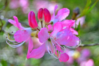 Rhododendron - açelya, baharda şehir parkında çiçekler. Güzel çiçek açan doku arkaplanı.