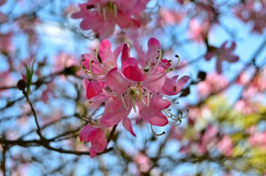 Rhododendron - açelya, baharda şehir parkında çiçekler. Güzel çiçek açan doku arkaplanı.