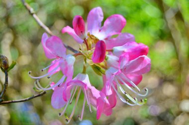 Rhododendron - açelya, baharda şehir parkında çiçekler. Güzel çiçek açan doku arkaplanı.