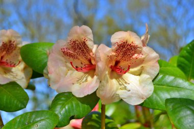 Rhododendron - açelya, baharda şehir parkında çiçekler. Güzel çiçek açan doku arkaplanı.