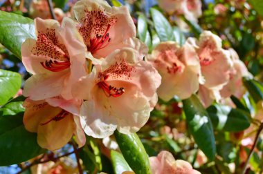 Rhododendron - açelya, baharda şehir parkında çiçekler. Güzel çiçek açan doku arkaplanı.