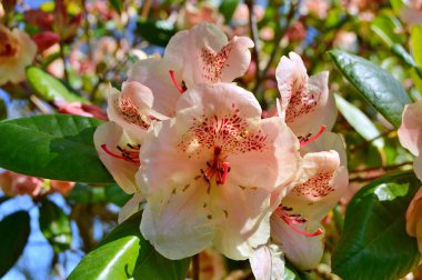 Rhododendron - açelya, baharda şehir parkında çiçekler. Güzel çiçek açan doku arkaplanı.