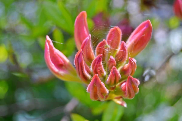 Rhododendron - açelya, baharda şehir parkında çiçekler. Güzel çiçek açan doku arkaplanı.