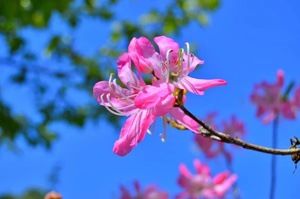 Rhododendron Azalea Квіти Міського Парку Під Час Весни — стокове фото