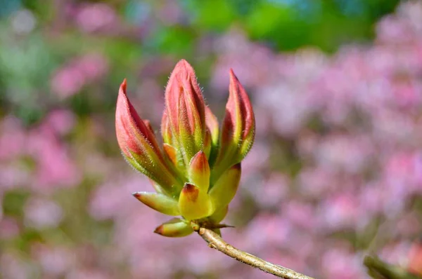 Rhododendron Azalea Flowers City Park Spring Beautiful Blooming Texture Background — Stock Photo, Image