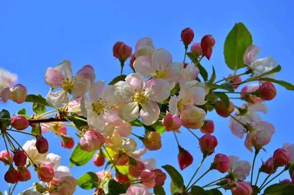 Свіжі Рожеві Квіти Квітучої Яблуні Чорним Фоном Цвіте Яблуня Рожеві — стокове фото