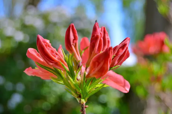 Rhododendron - açelya, baharda şehir parkında çiçekler. Güzel çiçek açan doku arkaplanı.