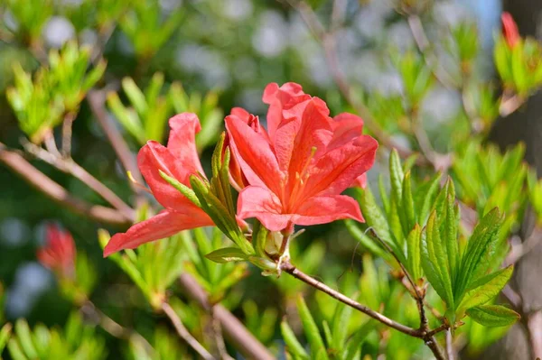 Rhododendron Azalea Flowers City Park Spring Beautiful Blooming Texture Background — Stockfoto