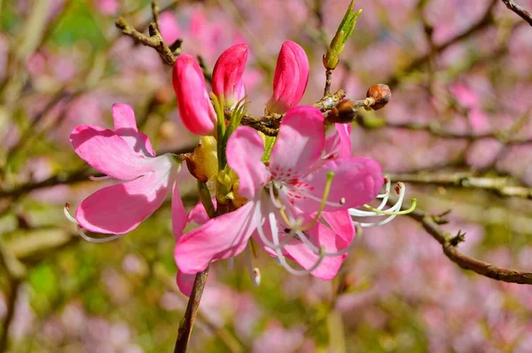 Rhododendron - açelya, baharda şehir parkında çiçekler. Güzel çiçek açan doku arkaplanı.