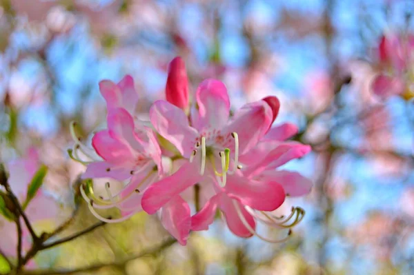 Rhododendron Azalee Blumen Stadtpark Frühling Schöne Blühende Textur Hintergrund — Stockfoto