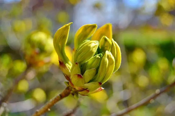Rhododendron Azalea Fiori Nel Parco Della Città Durante Primavera — Foto Stock