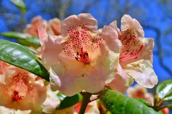 Rhododendron Azalee Blumen Stadtpark Frühling Schöne Blühende Textur Hintergrund — Stockfoto