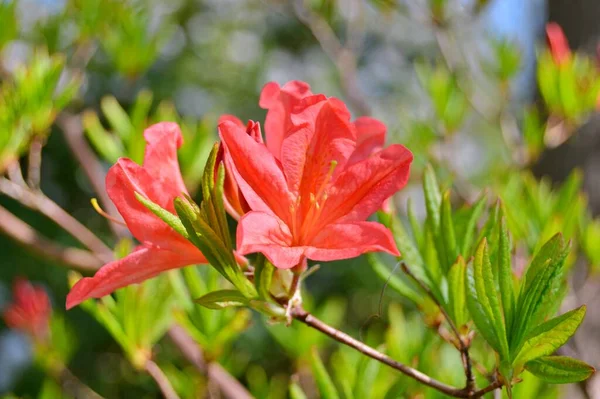 Rhododendron Azalea Flowers City Park Spring Beautiful Blooming Texture Background —  Fotos de Stock