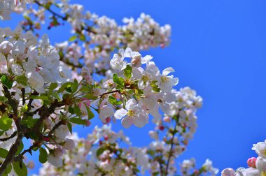 Çiçek açan elma ağacının dalları. Çiçek açan elma ağacı çiçekleri. Yayın için beyaz elma çiçekleri, tasarım, poster, takvim, post, ekran koruyucu, duvar kağıdı, kartpostal, afiş, kapak