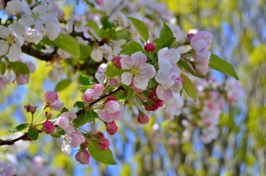 Çiçek açan elma ağacının dalları. Çiçek açan elma ağacı çiçekleri. Yayın için beyaz elma çiçekleri, tasarım, poster, takvim, post, ekran koruyucu, duvar kağıdı, kartpostal, afiş, kapak