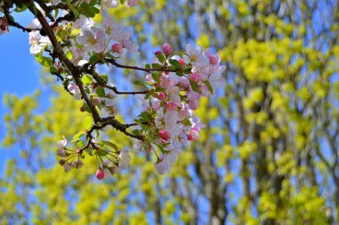 Çiçek açan elma ağacının dalları. Çiçek açan elma ağacı çiçekleri. Yayın için beyaz elma çiçekleri, tasarım, poster, takvim, post, ekran koruyucu, duvar kağıdı, kartpostal, afiş, kapak