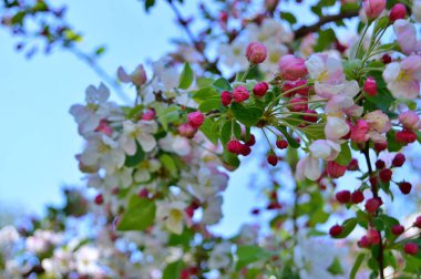 Çiçek açan elma ağacının dalları. Çiçek açan elma ağacı çiçekleri. Yayın için beyaz elma çiçekleri, tasarım, poster, takvim, post, ekran koruyucu, duvar kağıdı, kartpostal, afiş, kapak