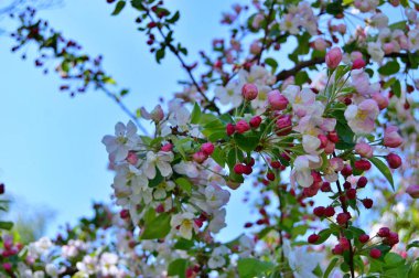 Çiçek açan elma ağacının dalları. Çiçek açan elma ağacı çiçekleri. Yayın için beyaz elma çiçekleri, tasarım, poster, takvim, post, ekran koruyucu, duvar kağıdı, kartpostal, afiş, kapak