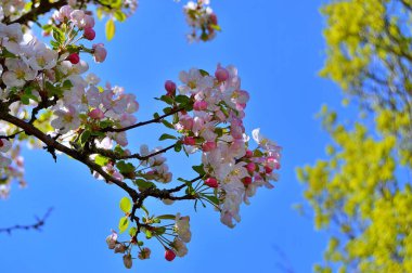Çiçek açan elma ağacının dalları. Çiçek açan elma ağacı çiçekleri. Yayın için beyaz elma çiçekleri, tasarım, poster, takvim, post, ekran koruyucu, duvar kağıdı, kartpostal, afiş, kapak