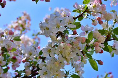 Çiçek açan elma ağacının dalları. Çiçek açan elma ağacı çiçekleri. Yayın için beyaz elma çiçekleri, tasarım, poster, takvim, post, ekran koruyucu, duvar kağıdı, kartpostal, afiş, kapak
