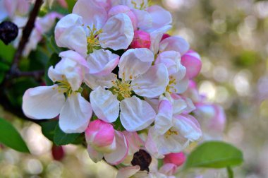 Çiçek açan elma ağacının dalları. Çiçek açan elma ağacı çiçekleri. Yayın için beyaz elma çiçekleri, tasarım, poster, takvim, post, ekran koruyucu, duvar kağıdı, kartpostal, afiş, kapak