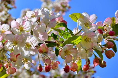 Çiçek açan elma ağacının dalları. Çiçek açan elma ağacı çiçekleri. Yayın için beyaz elma çiçekleri, tasarım, poster, takvim, post, ekran koruyucu, duvar kağıdı, kartpostal, afiş, kapak