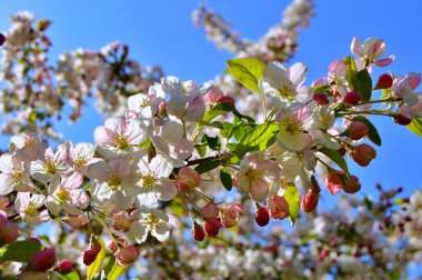 Çiçek açan elma ağacının dalları. Çiçek açan elma ağacı çiçekleri. Yayın için beyaz elma çiçekleri, tasarım, poster, takvim, post, ekran koruyucu, duvar kağıdı, kartpostal, afiş, kapak