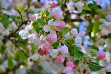 Çiçek açan elma ağacının dalları. Çiçek açan elma ağacı çiçekleri. Yayın için beyaz elma çiçekleri, tasarım, poster, takvim, post, ekran koruyucu, duvar kağıdı, kartpostal, afiş, kapak